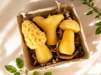 Small Mushroom Gift Set